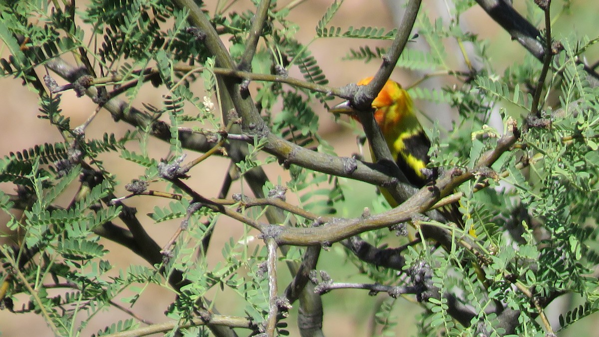 Western Tanager - ML580629551