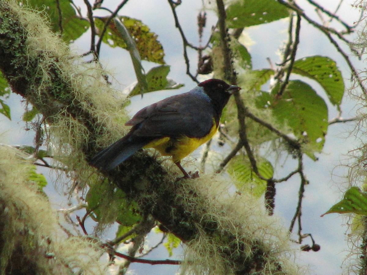 Hooded Mountain Tanager - ML580632951