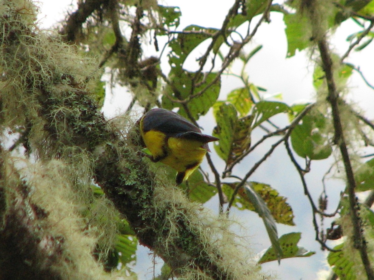 Hooded Mountain Tanager - ML580632971