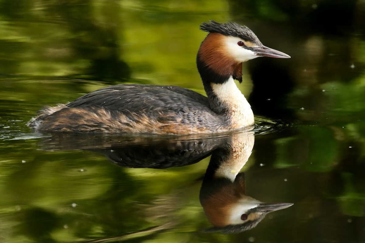 Great Crested Grebe - ML580636281