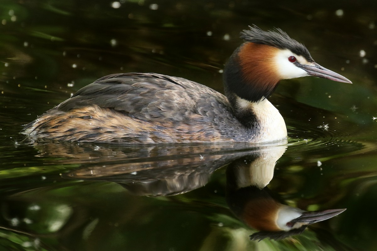 Great Crested Grebe - ML580636291