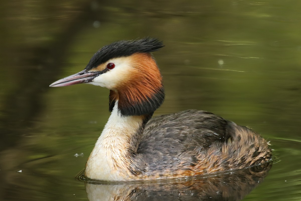 Great Crested Grebe - ML580636341