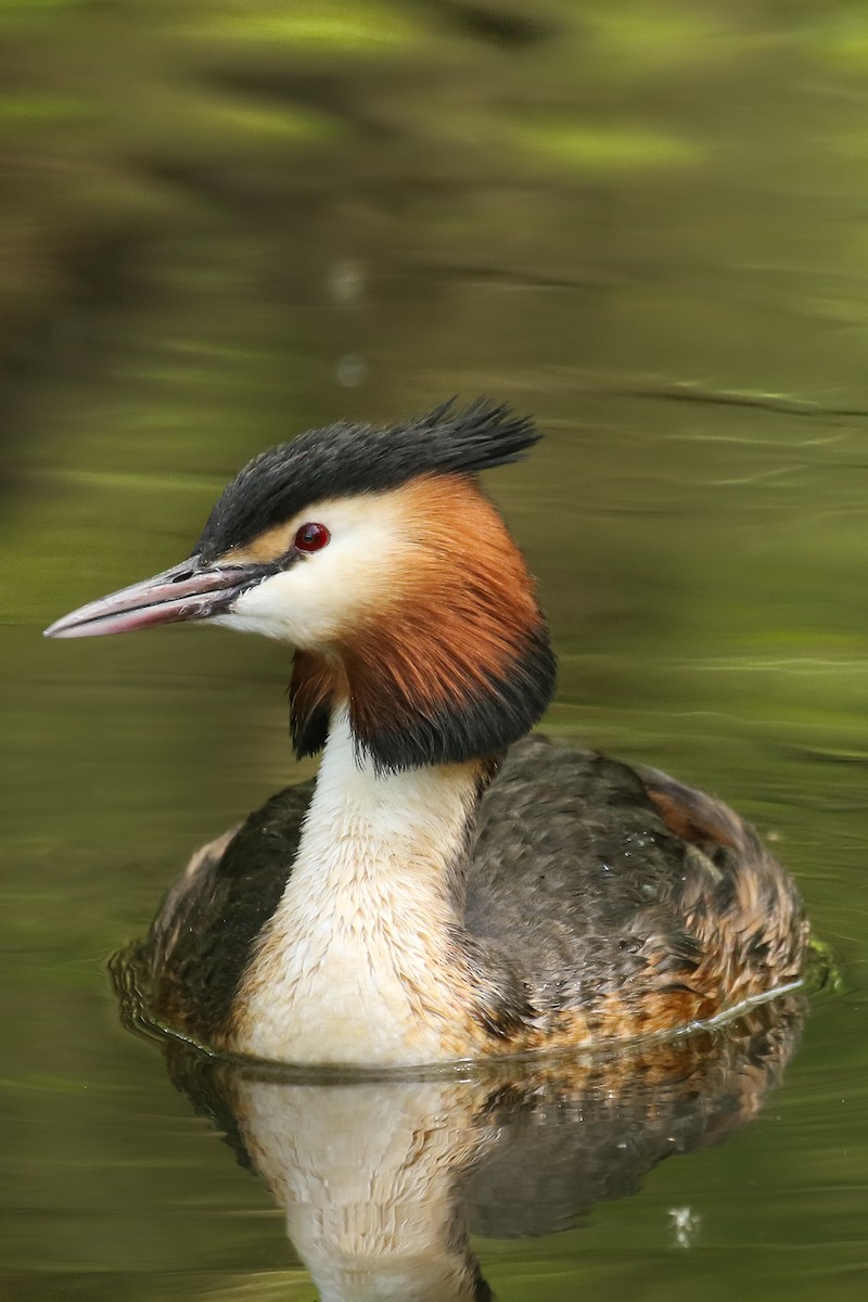 Great Crested Grebe - ML580636361