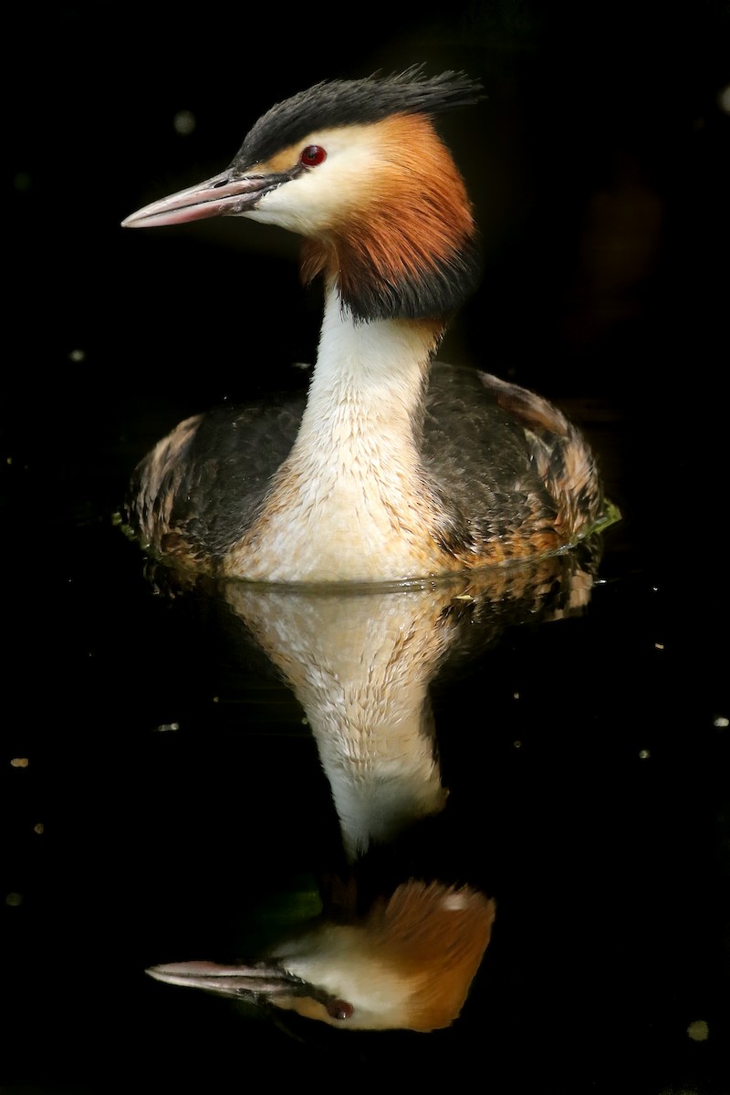 Great Crested Grebe - ML580636371