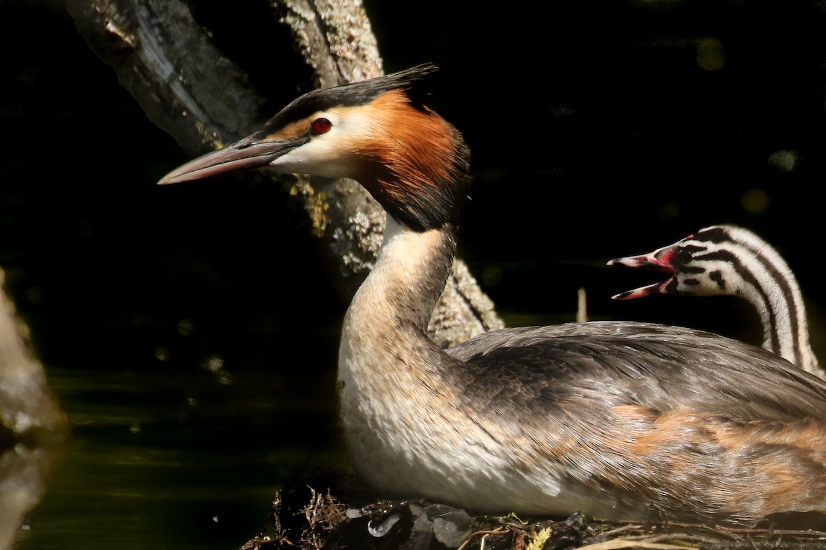 Great Crested Grebe - ML580636381