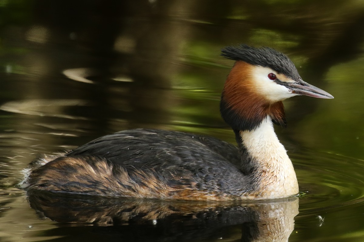 Great Crested Grebe - ML580636401