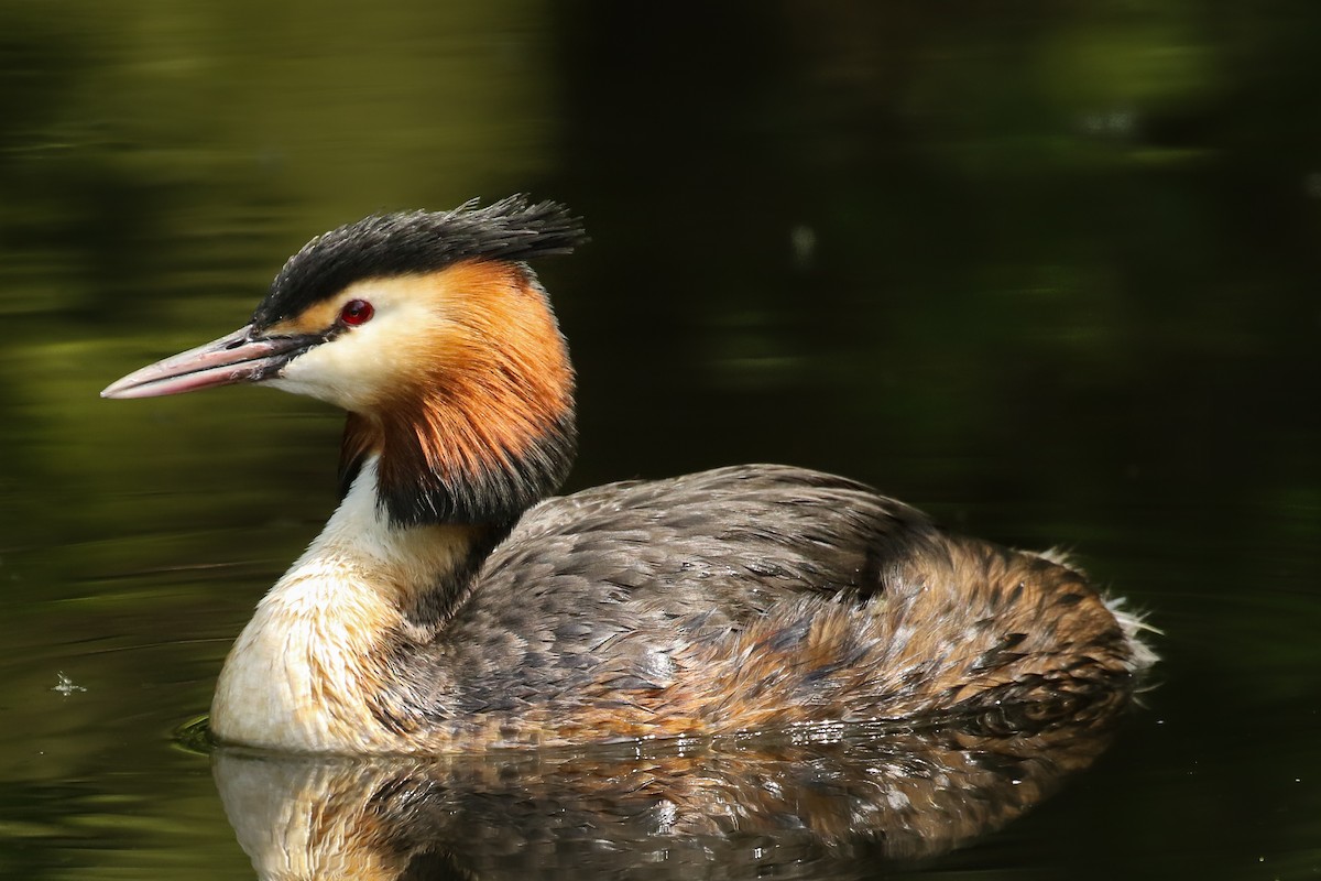 Great Crested Grebe - ML580636411