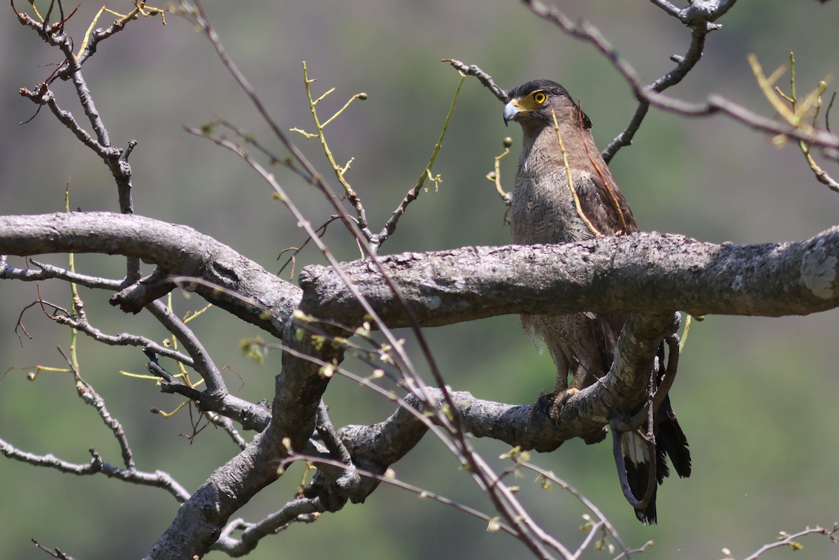 Crested Serpent-Eagle - ML580639721
