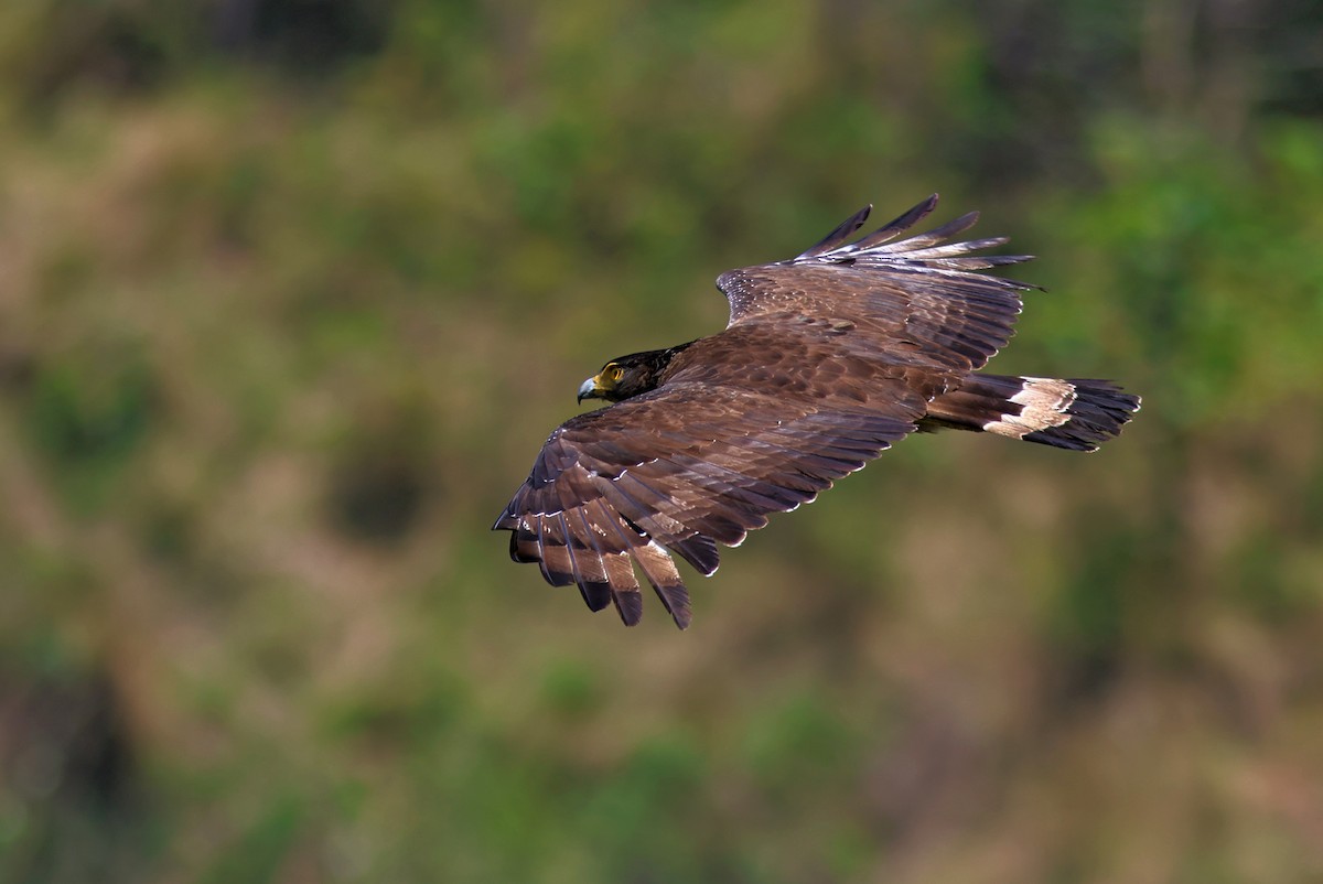 Crested Serpent-Eagle - ML580639731