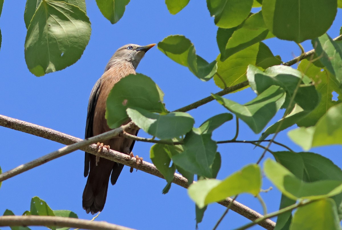 Chestnut-tailed Starling - ML580640461