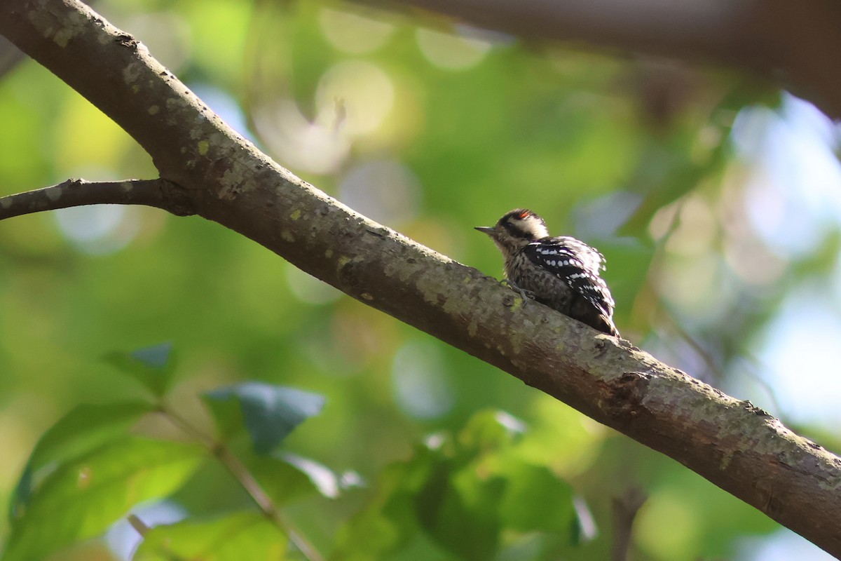 Gray-capped Pygmy Woodpecker - ML580640521