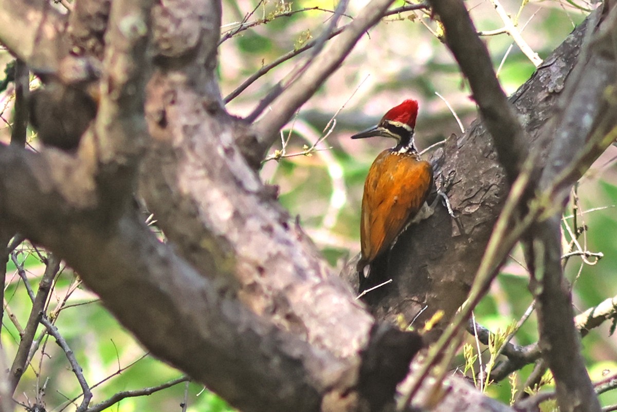Greater Flameback - ML580640621