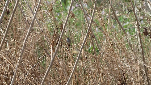 West Himalayan Bush Warbler - ML580648781