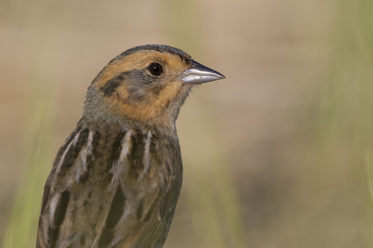 Nelson's Sparrow - Matt Misewicz