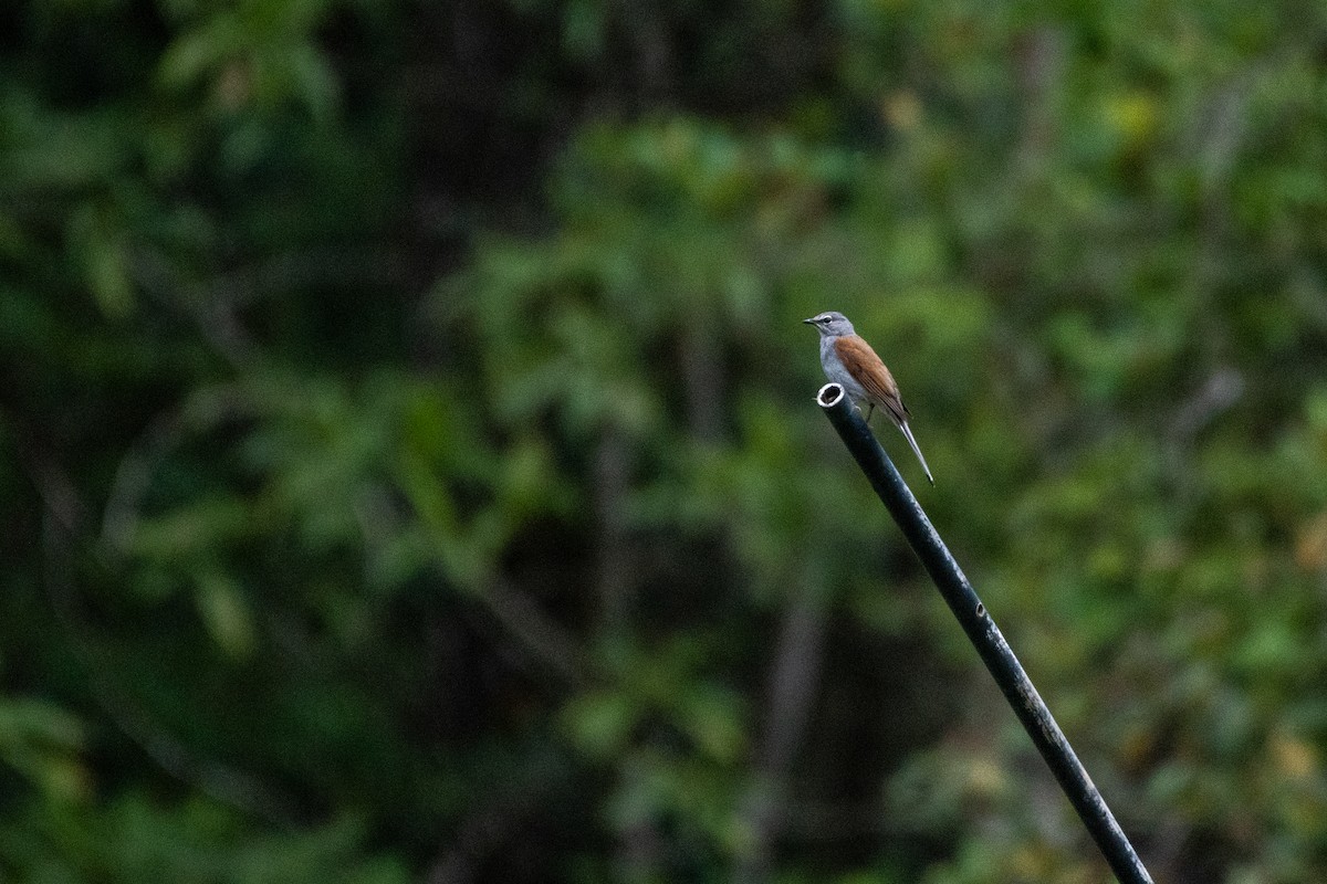 Brown-backed Solitaire - ML580650261