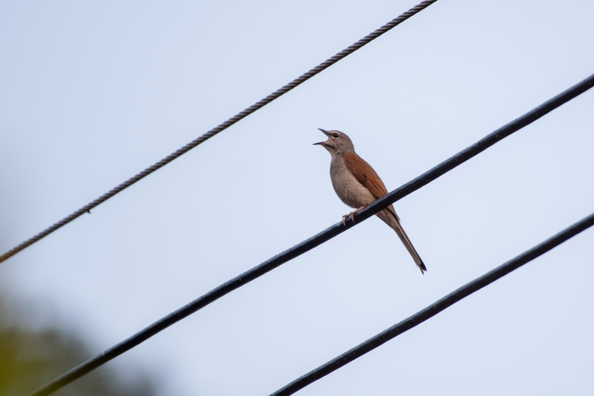 Brown-backed Solitaire - ML580650721