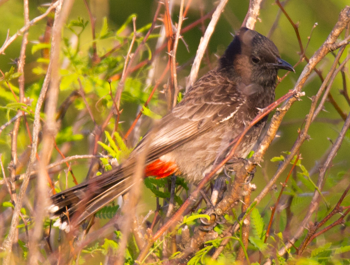 Red-vented Bulbul - ML58065971