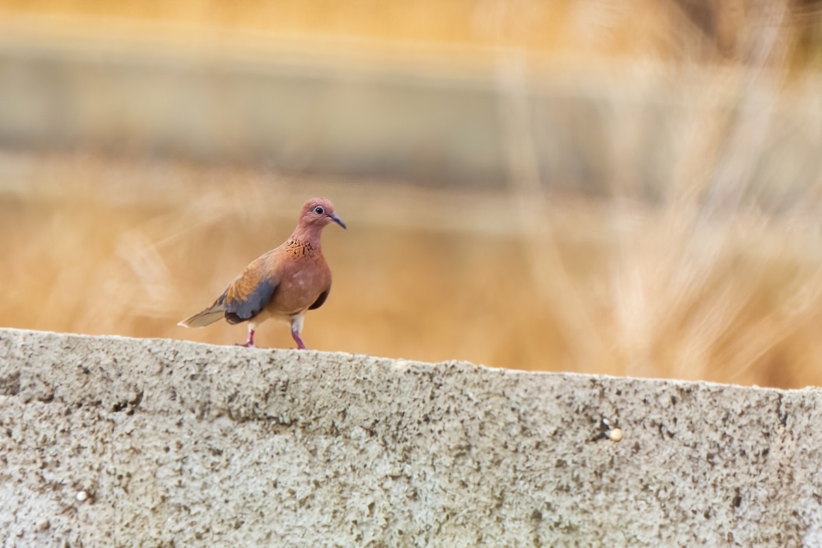 Laughing Dove - ML580660801