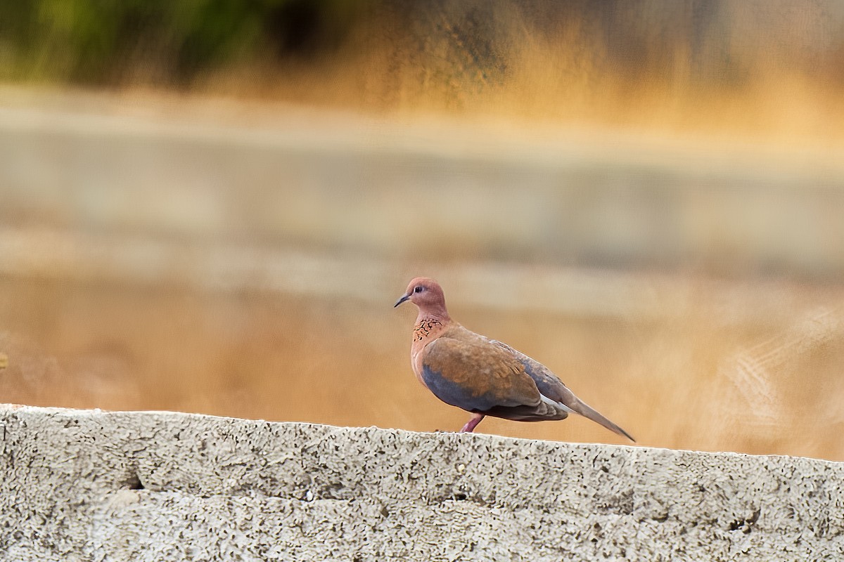 Laughing Dove - ML580660811