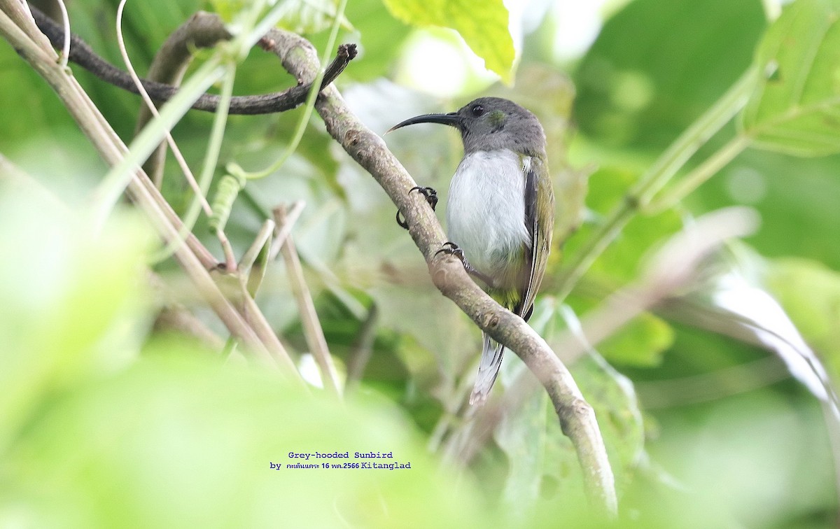 Gray-hooded Sunbird - Argrit Boonsanguan