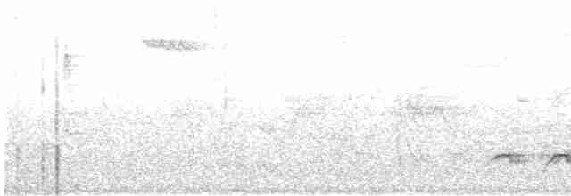 Zorzalito de Swainson (grupo ustulatus) - ML580665181