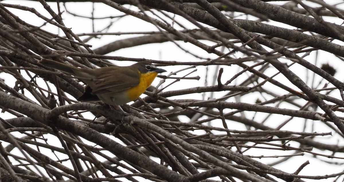 Yellow-breasted Chat - ML580665421