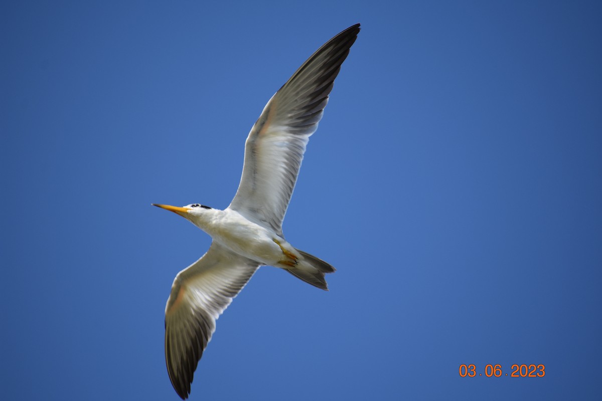 Ebird Checklist Jun Camp Keais Rd Species