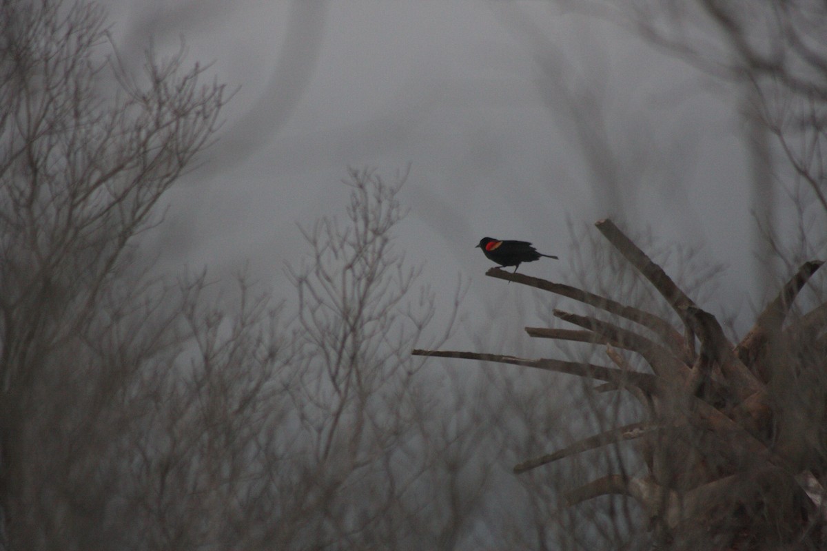 Red-winged Blackbird - ML580677141