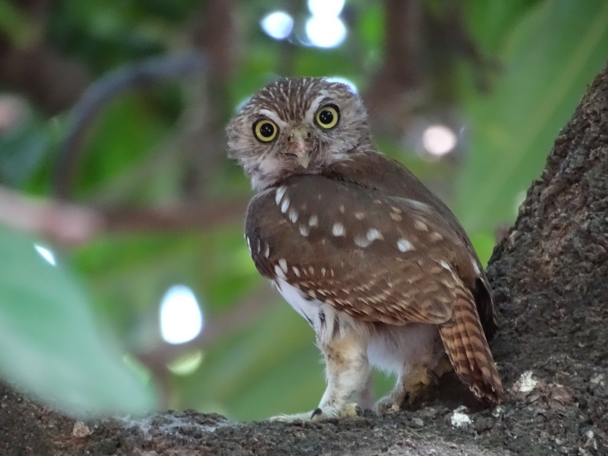 Ferruginous Pygmy-Owl - ML580677361