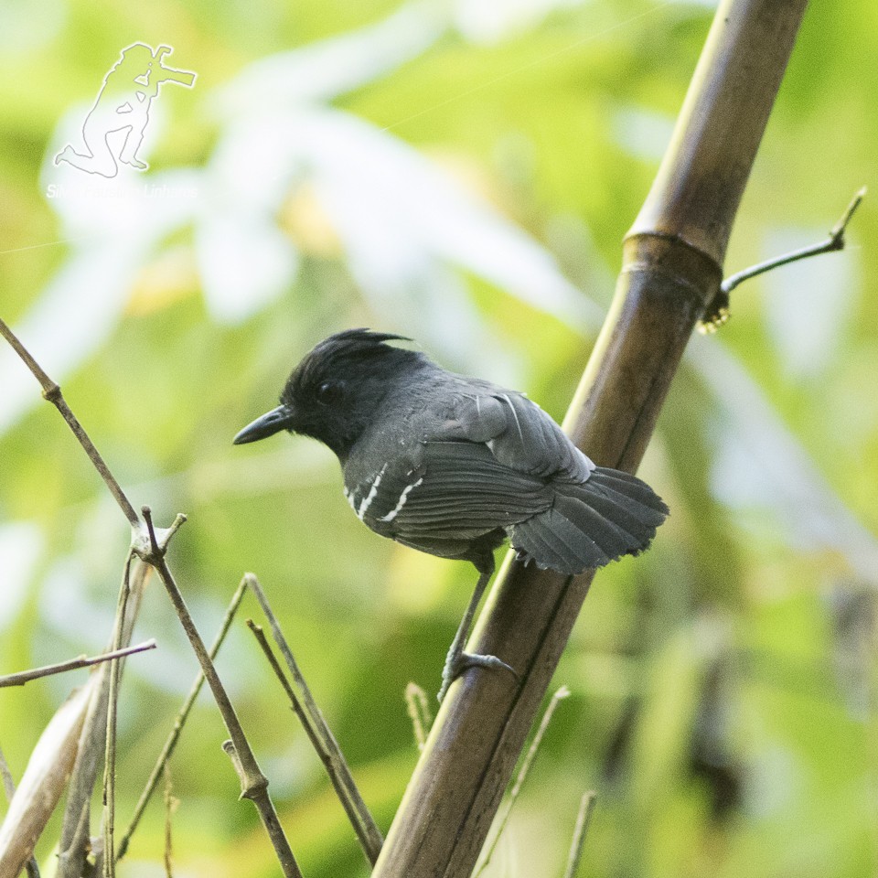 White-lined Antbird - ML58067771