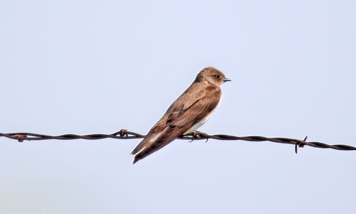 Northern Rough-winged Swallow - ML580682621