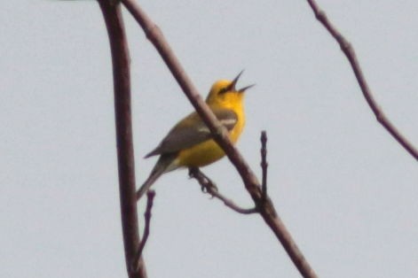 Blue-winged Warbler - ML580685681