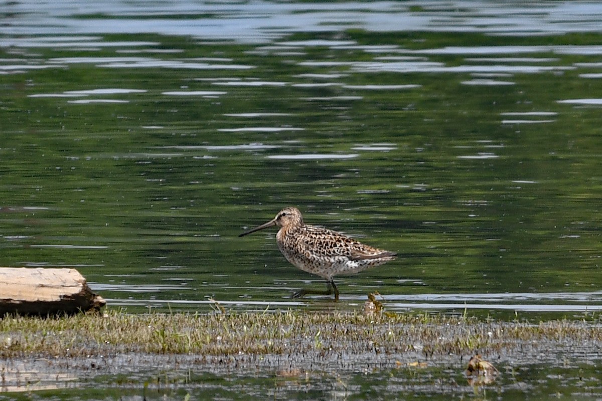 Short-billed Dowitcher - Paul Nale
