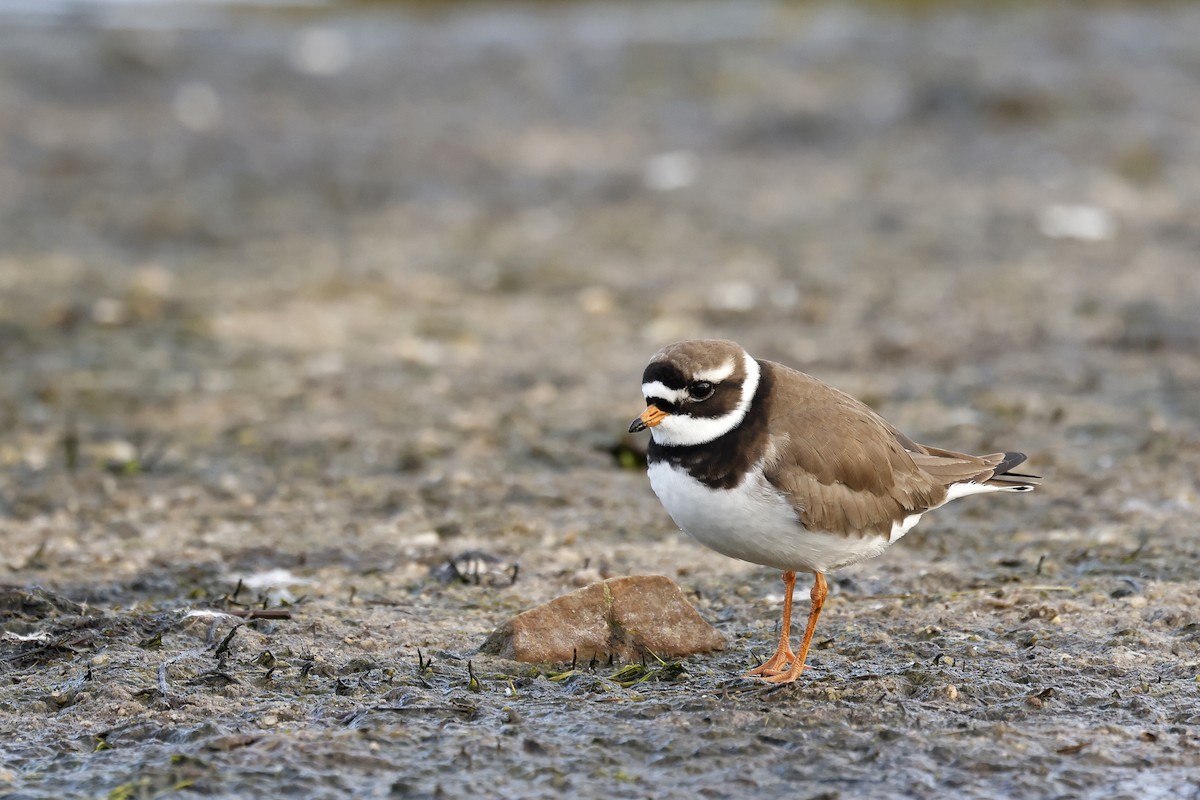 Common Ringed Plover - ML580689811