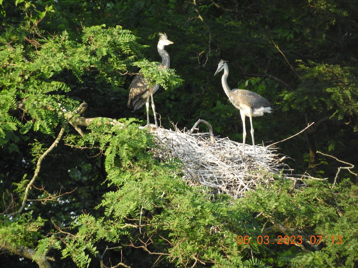 EBird Checklist 3 Jun 2023 Daniels Run Park 30 Species