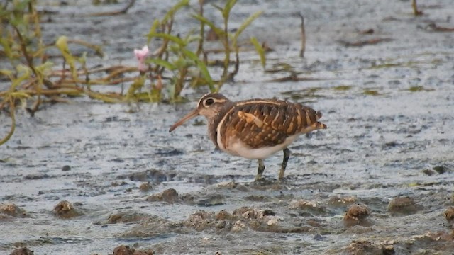 Greater Painted-Snipe - ML580694051