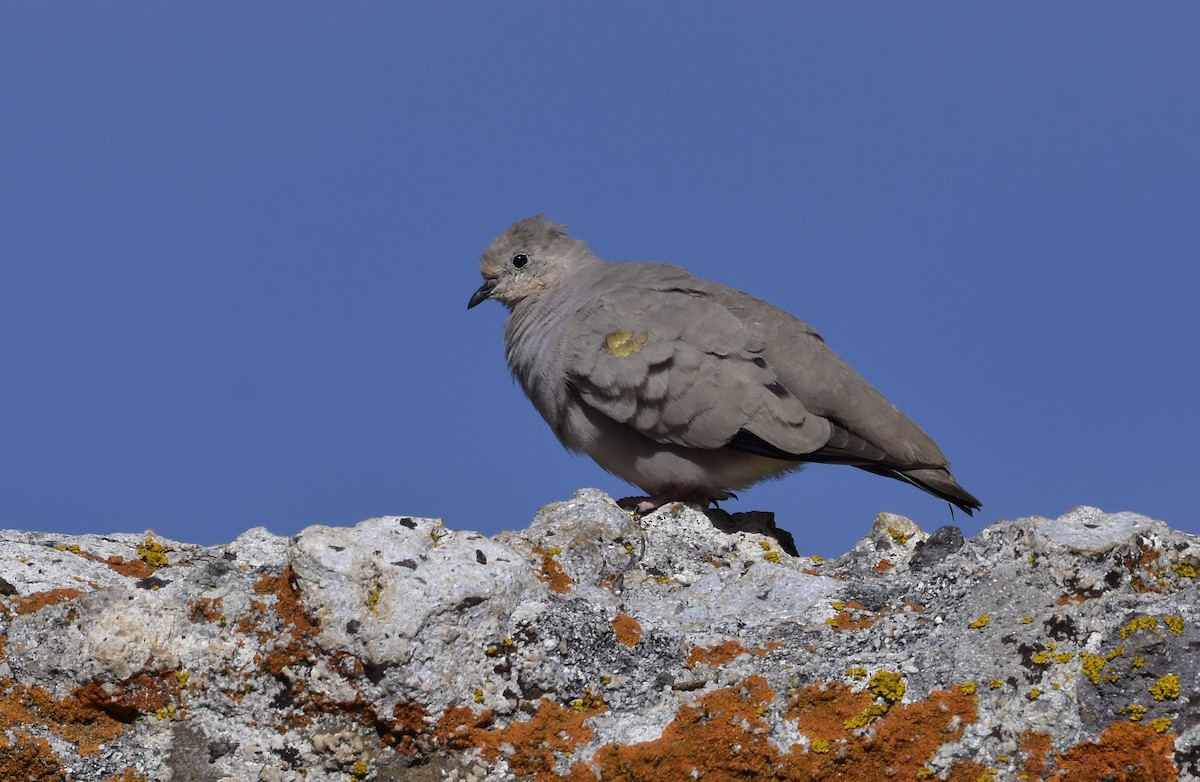 Golden-spotted Ground Dove - ML58069501
