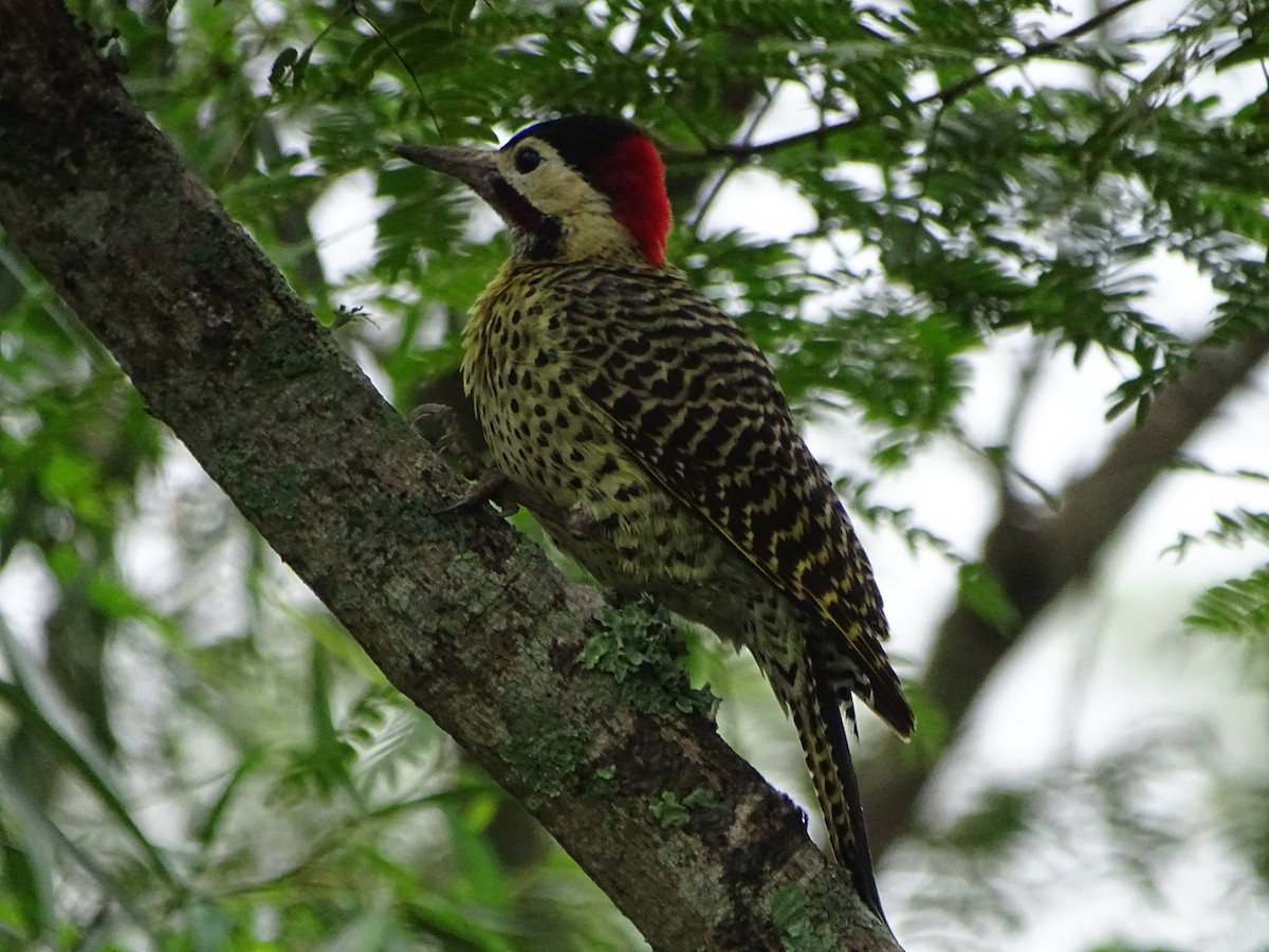 Green-barred Woodpecker - ML580695771