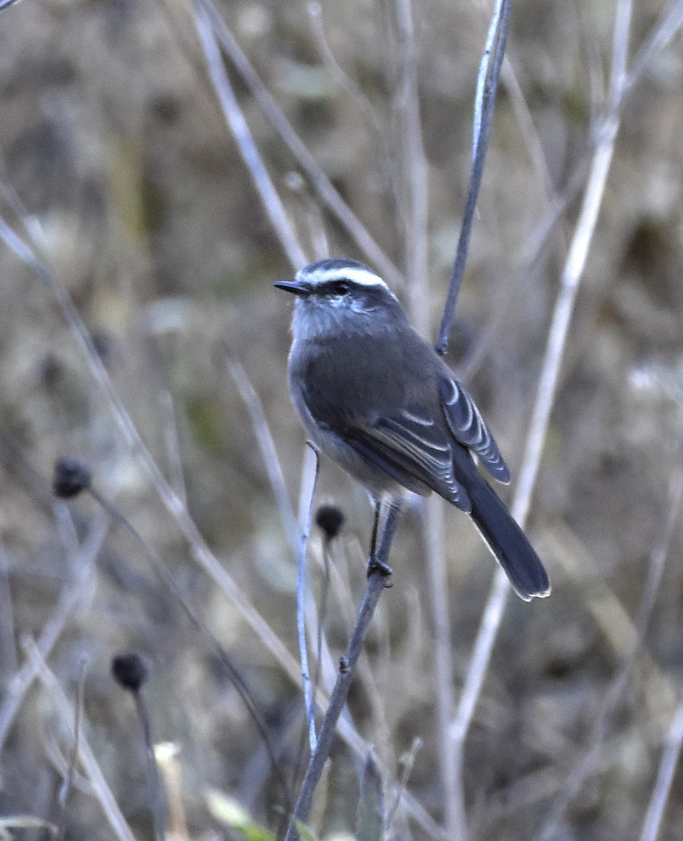 White-browed Chat-Tyrant - ML58069801