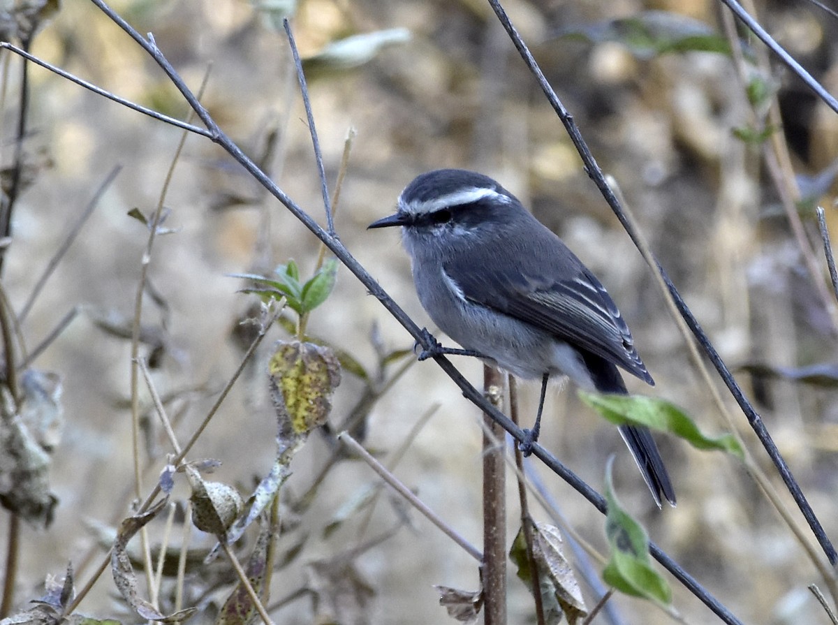 White-browed Chat-Tyrant - ML58069811