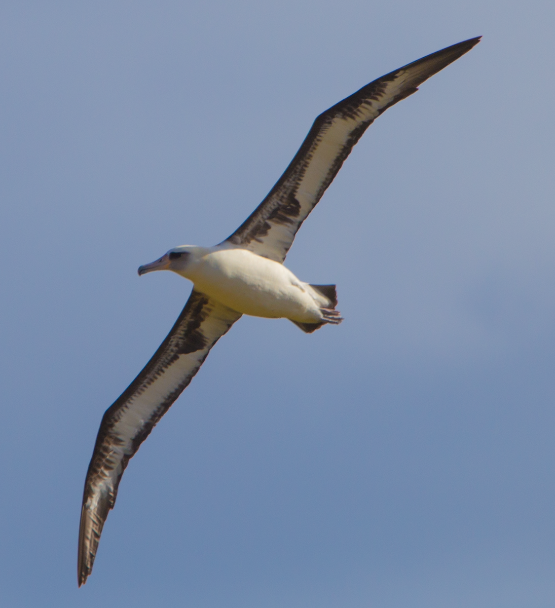 Laysan Albatross - ML58069861