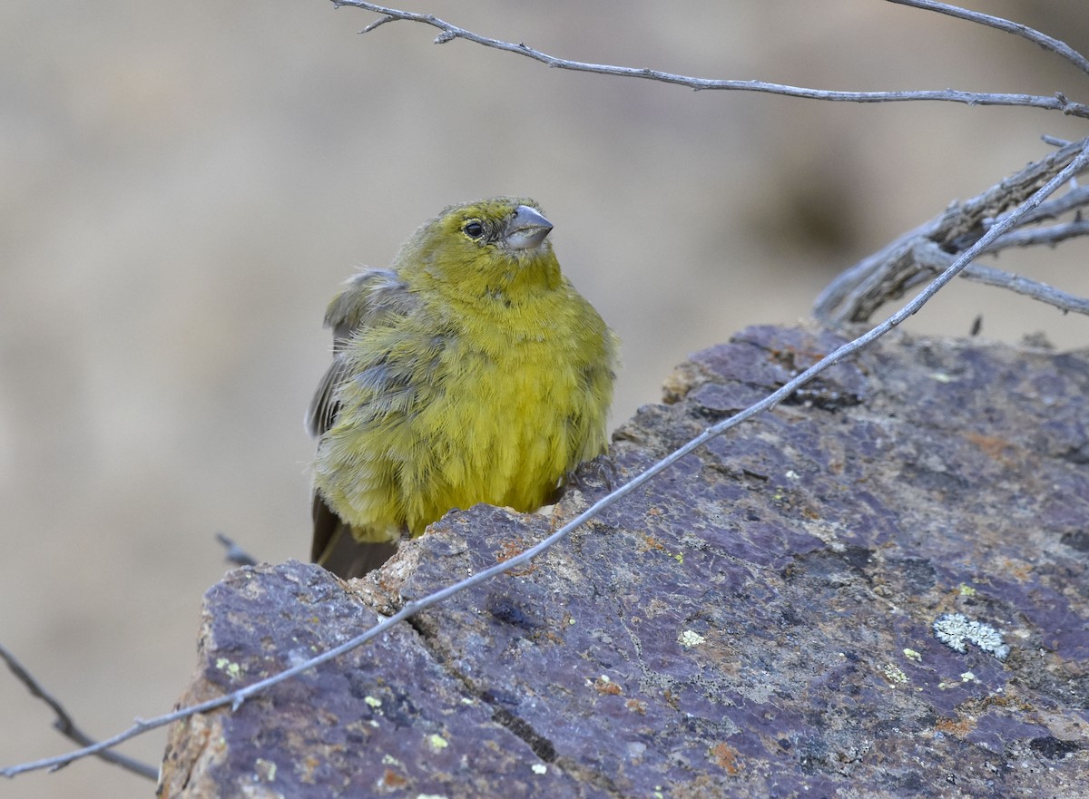 Greenish Yellow-Finch - ML58070011