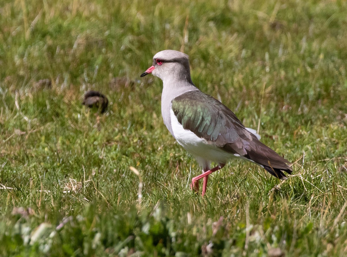 Andean Lapwing - ML580706481