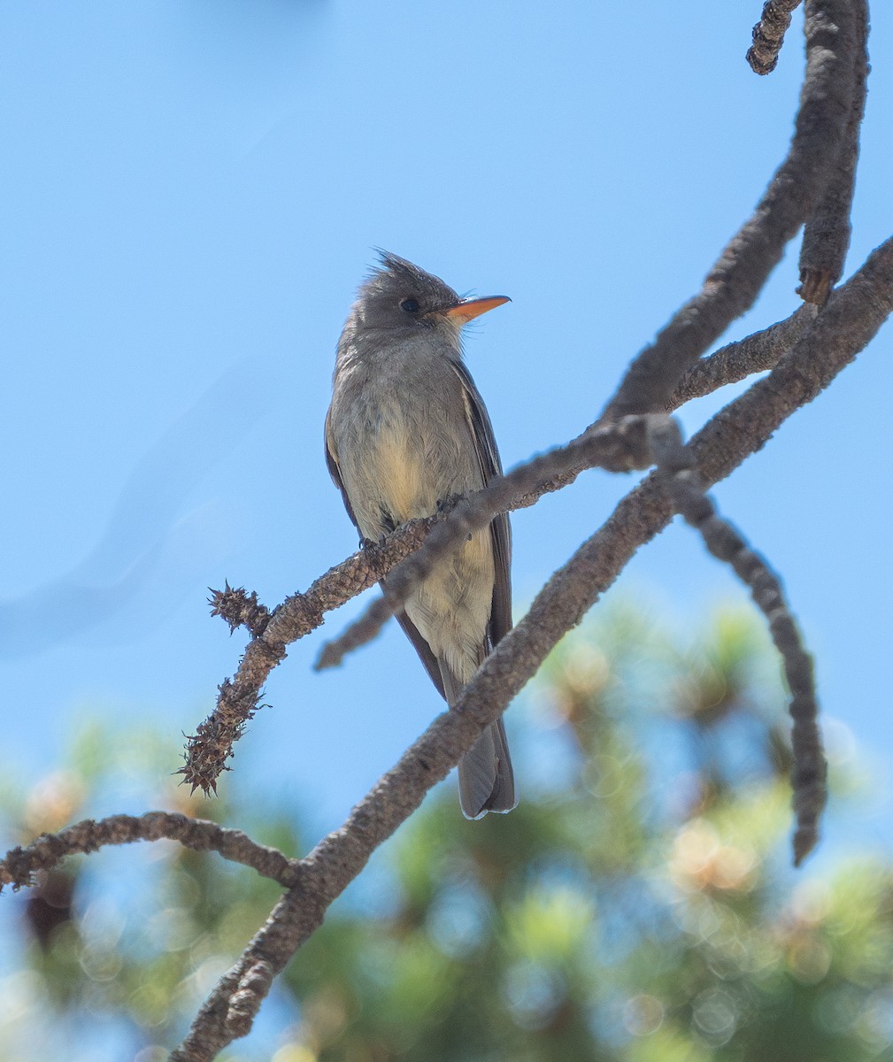 Greater Pewee - ML580712691