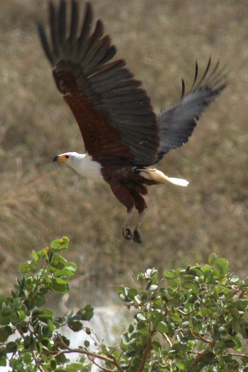 African Fish-Eagle - ML580715281