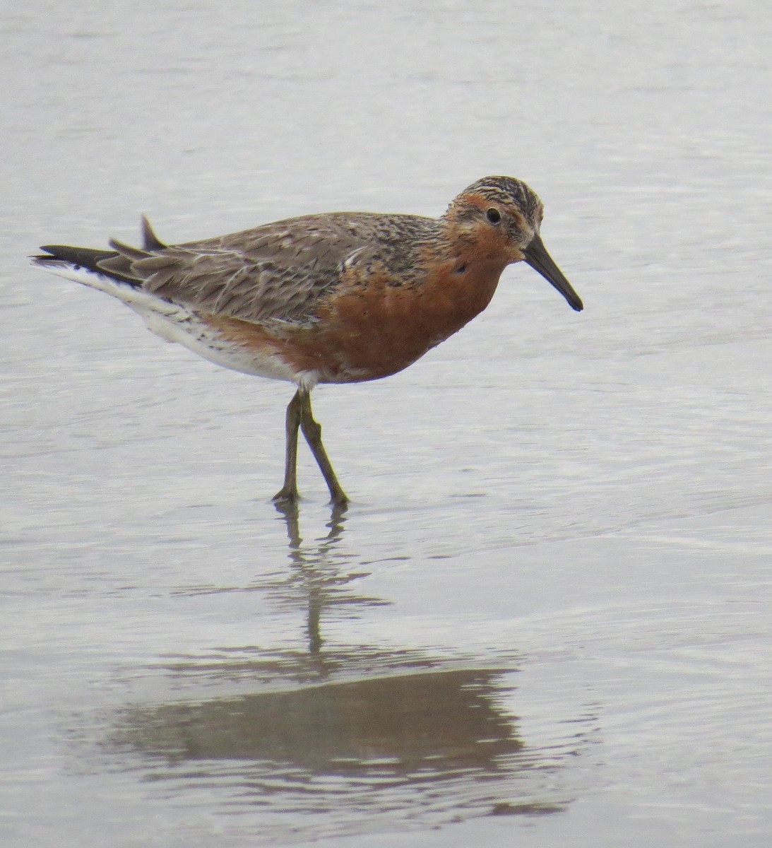 Red Knot - ML580717261