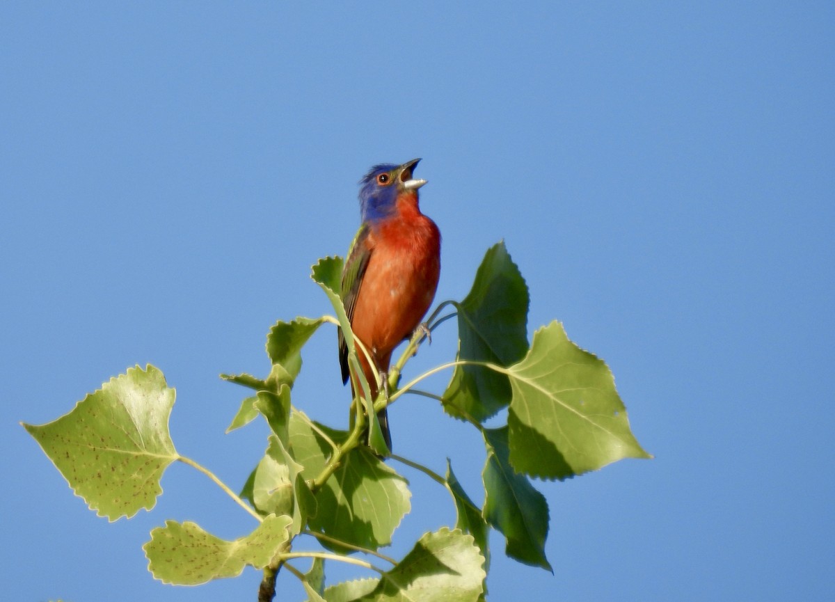 Painted Bunting - ML580718741