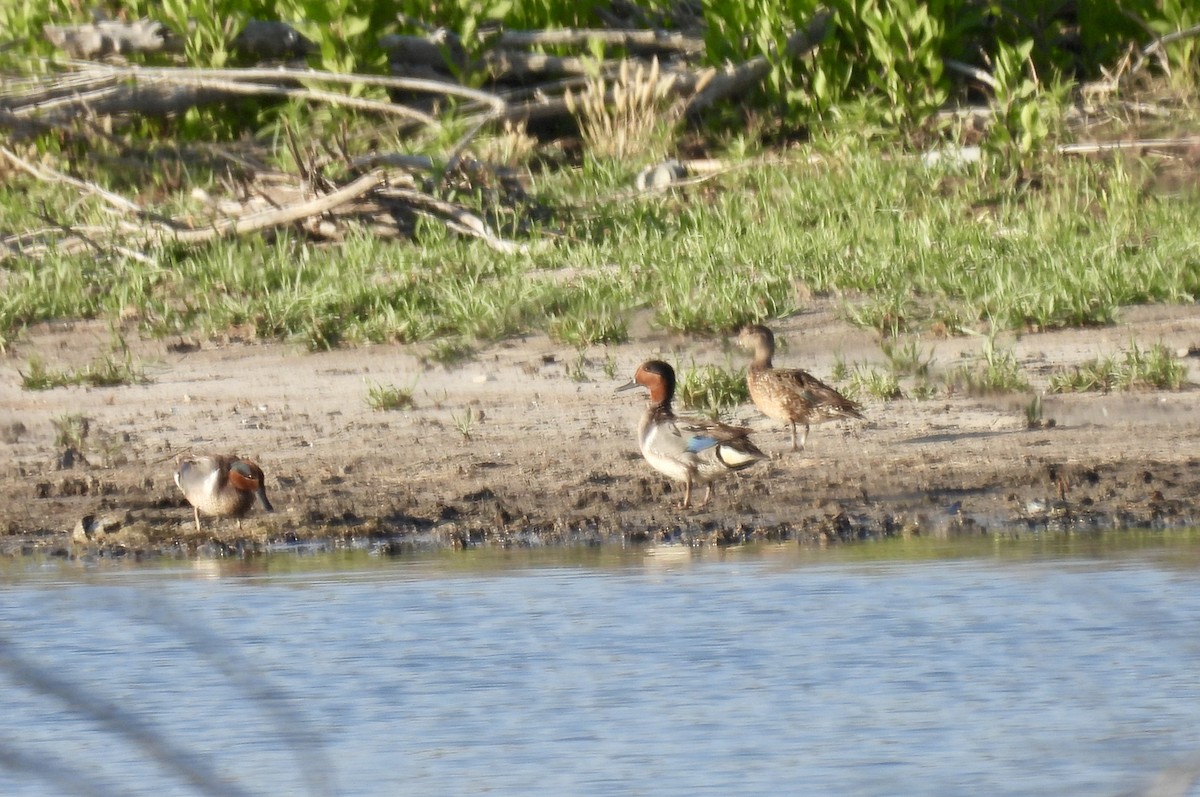 Green-winged Teal - ML580719061