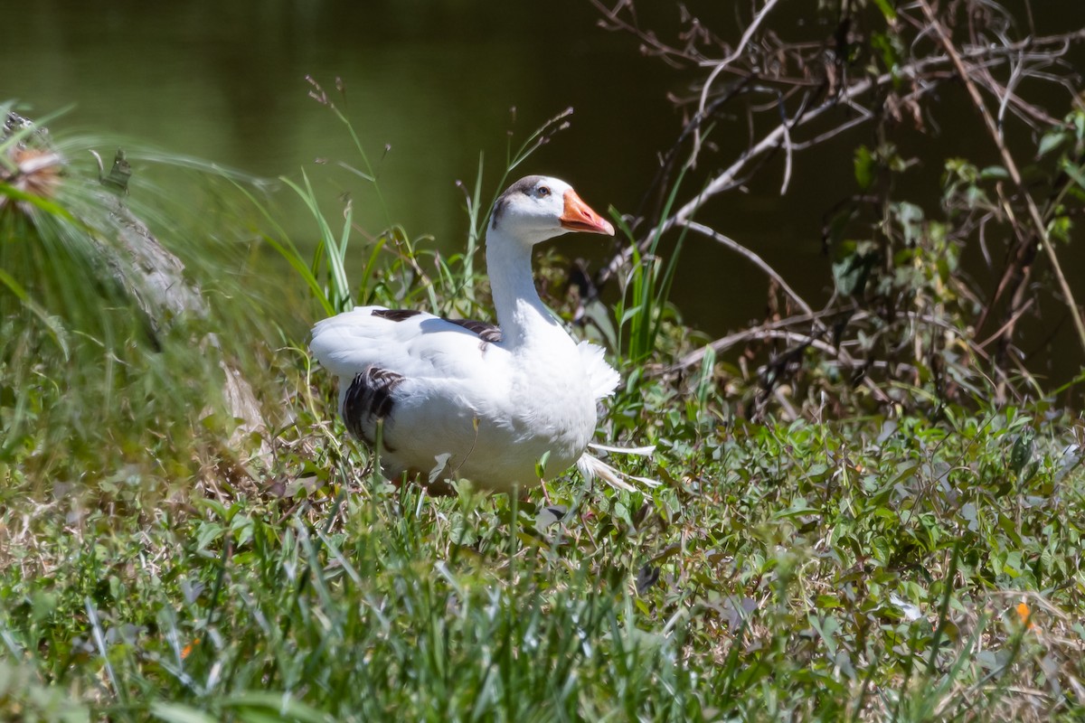 Graylag Goose (Domestic type) - Nestor Monsalve (@birds.nestor)