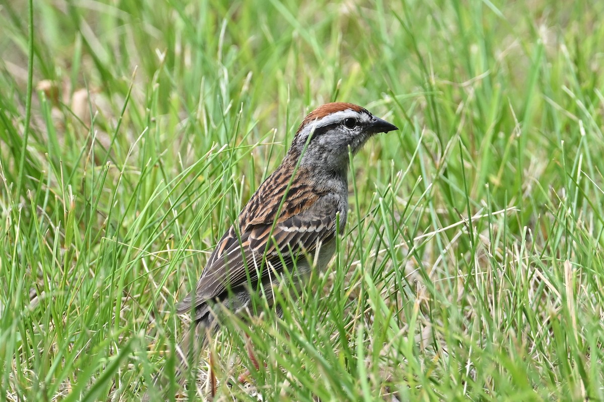 Chipping Sparrow - ML580723731